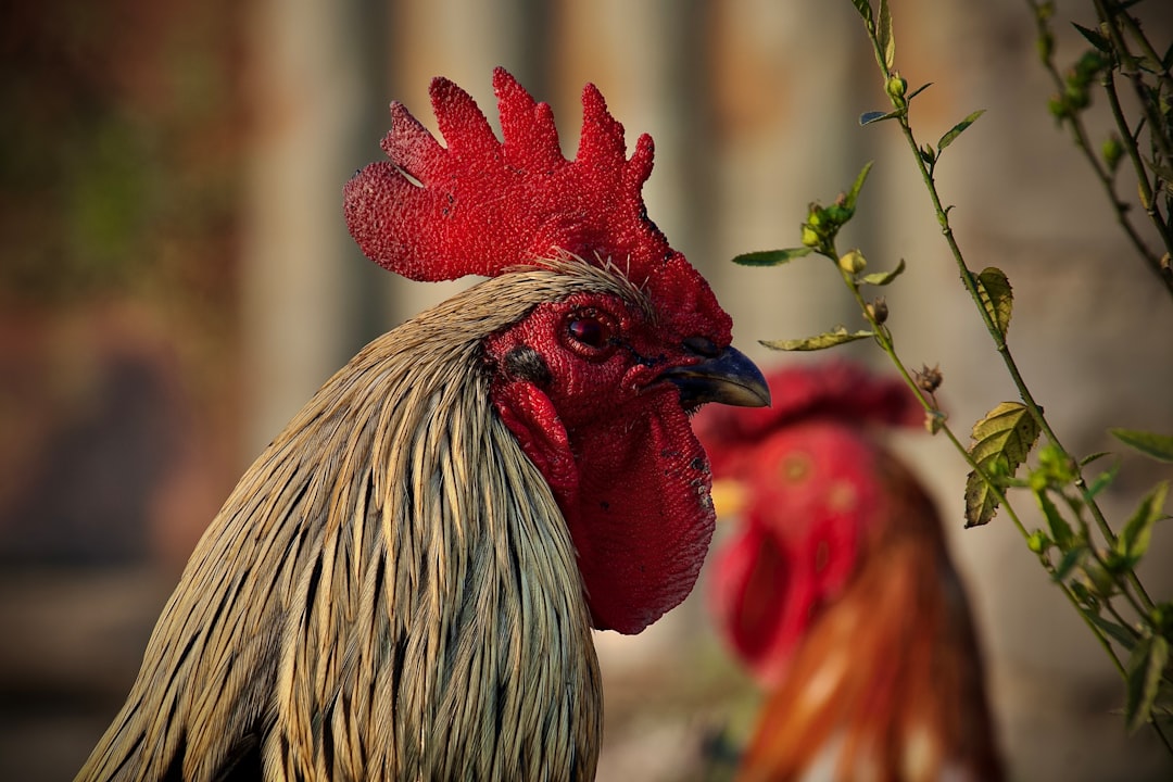 iPhone DVD Wood Rooster iPhone DVD Wood Rooster