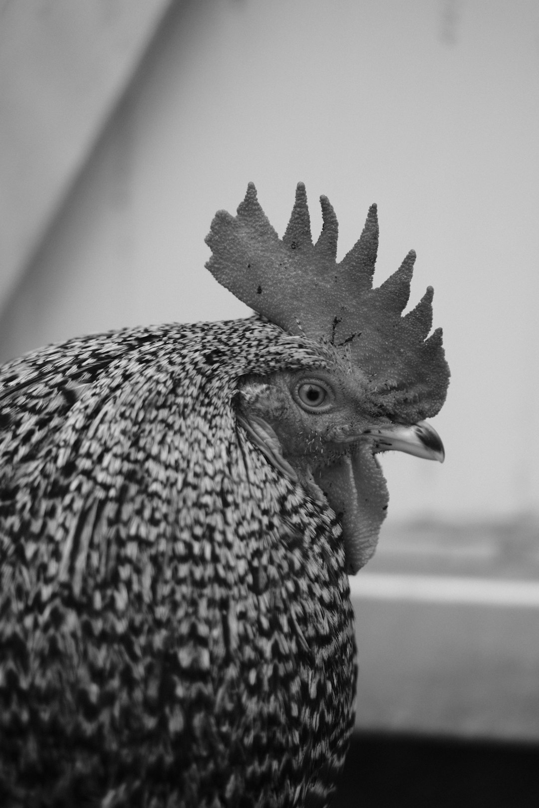 Rooster Microwave Rooster Microwave