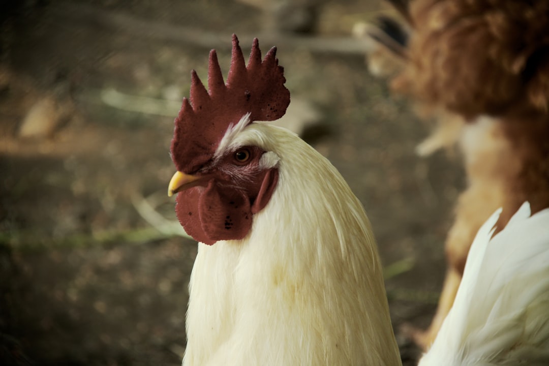 Chair DVD Motorola Chair