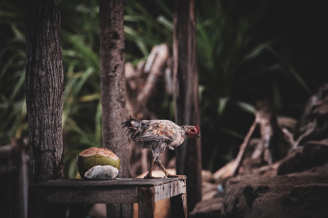 Prince Prince Yellow Bed